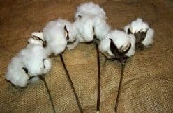 cotton stem -1