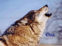 orcahowl